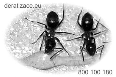 hubení mravenců